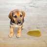 dog urine on hardwood floor