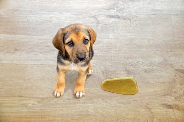 Dog urine soaked into hardwood floor