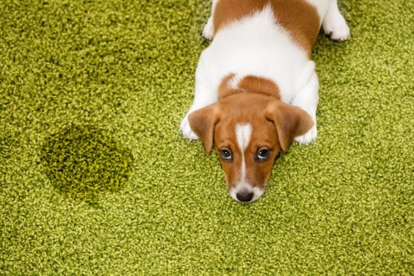 Get pet urine smell out of subfloor