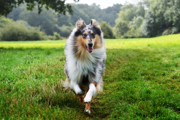 Rough collie dog