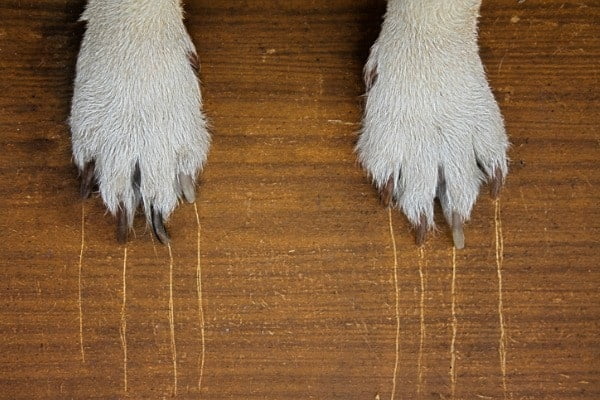 Bamboo Floor And Dog Urine Best Ways To Treat And Protect Petdt