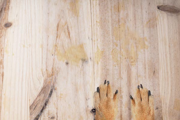 how to get cat urine out of subfloor