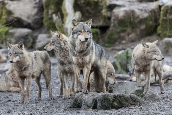 Group of wolves standing up tall