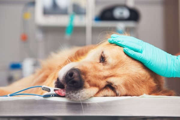 Advances in veterinary medicine
