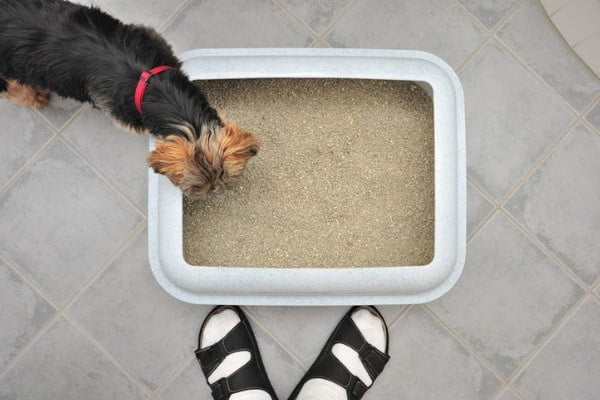 Dog access litter box