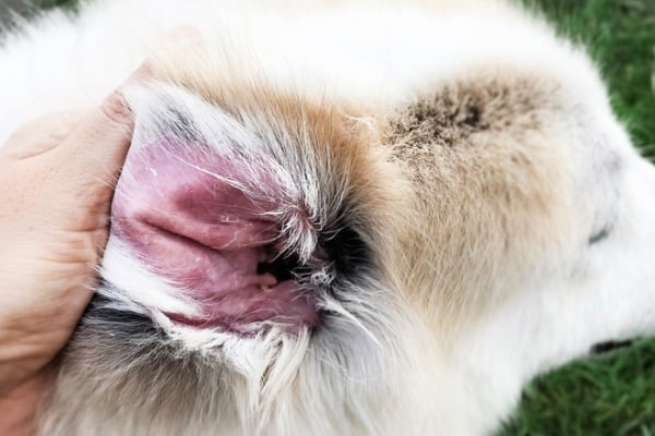 how to help a dog with ear mites