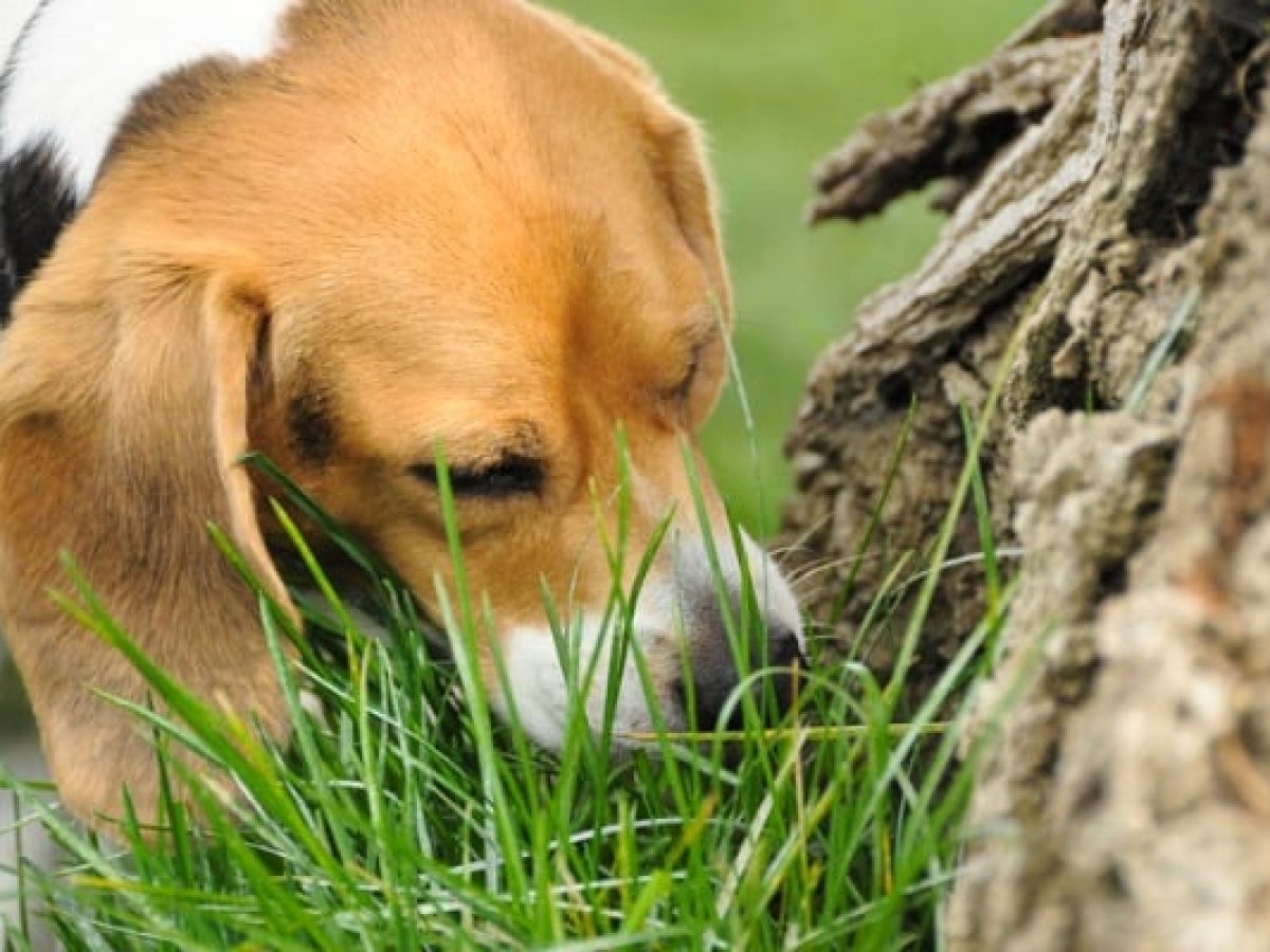 Dog Eating Grass Frantically: Here's Why and 5 Things You Can Do