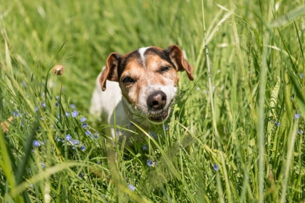 why do dogs like eating grass