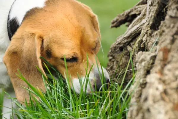 Dog Eating Grass Frantically: Here's What's Going on! - PetDT