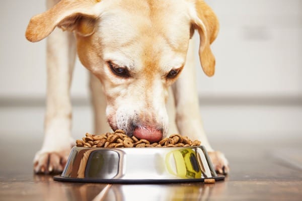 Dog Losing Weight but Is Eating What You Should Do Now