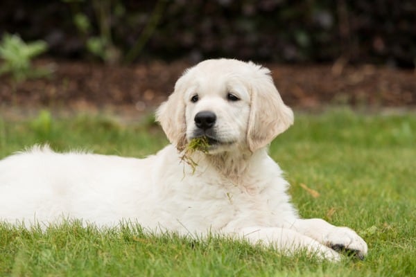 Dog might be ripping up grass and eating it