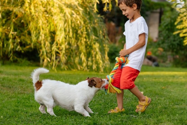 Dog playing game of tug