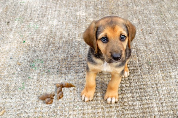 Dog poop can contain bacteria