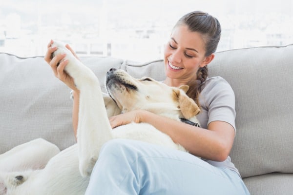 Dog rolling and rubbing their head