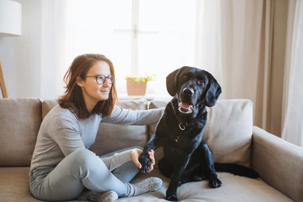 Why Does My Dog Sit Behind Me on the Couch? Answered! - PetDT