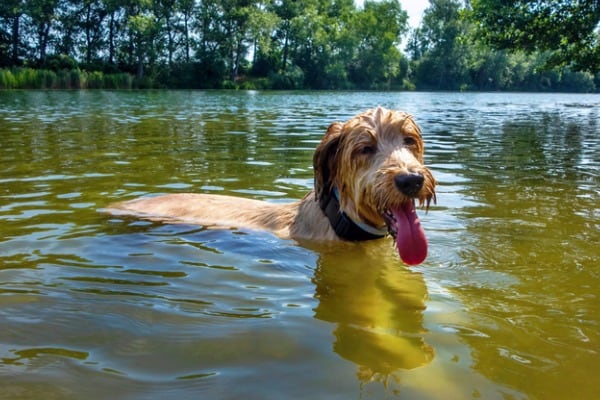 Dog swimming in public