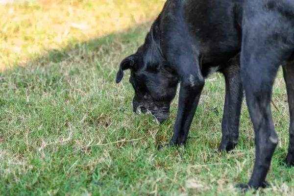 dog vomiting up grass