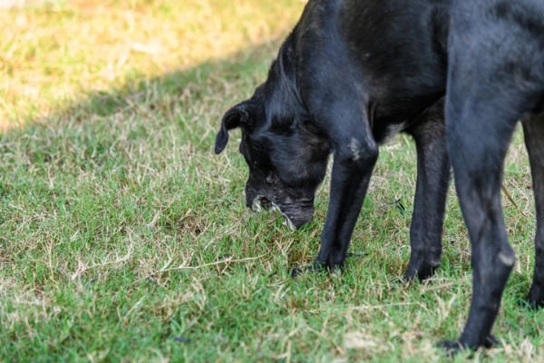 dog-eating-grass-frantically-here-s-why-and-5-things-you-can-do-petdt