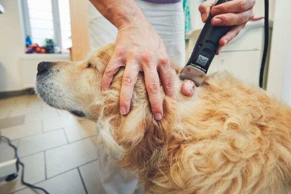 Dog with abscess