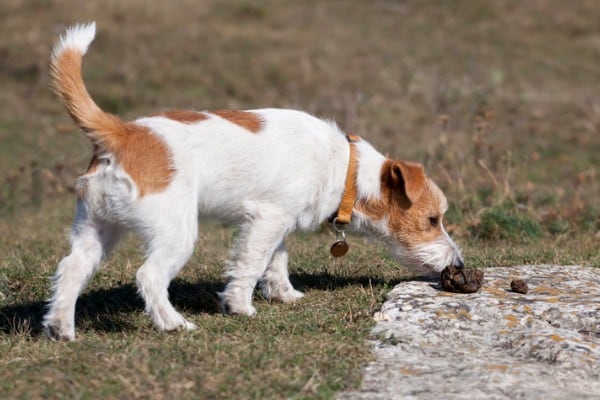 Dogs eat their own poop