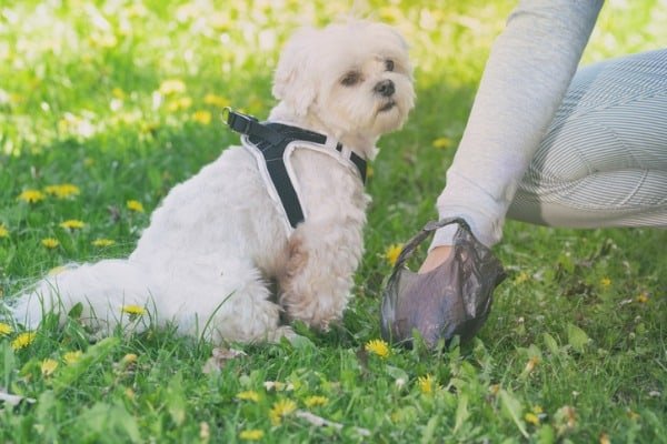 how do you dissolve dog poop in yard