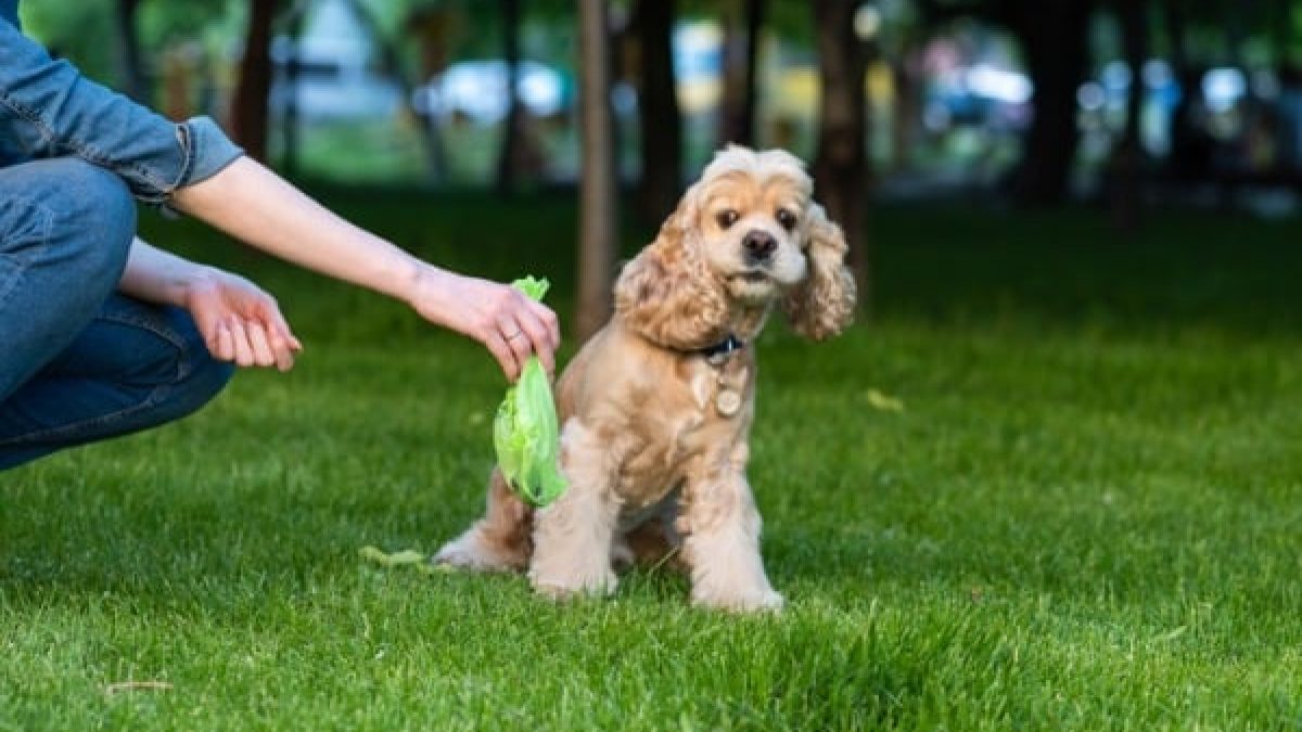 How Long Does It Take For Dog Poop To Disappear