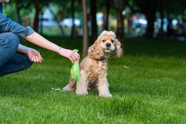 Picking up the dog poop