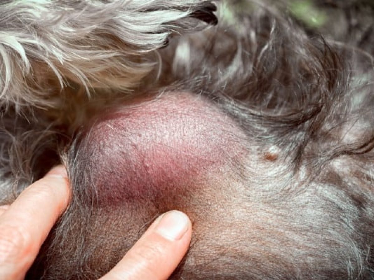 How To Clean A Ruptured Cyst On A Dog A Complete Guide Petdt