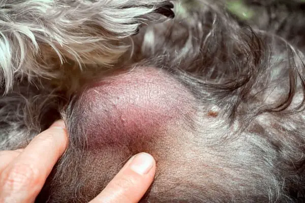 ruptured cyst on a dog