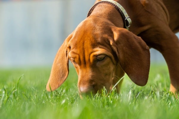 How to stop your dog from eating poop