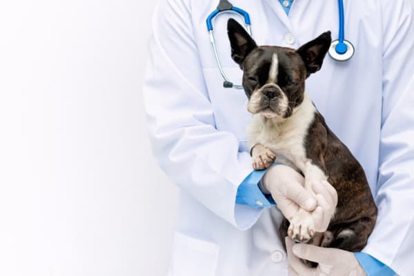 Take your dog to a vet