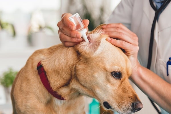 Veterinarian treating dog ears