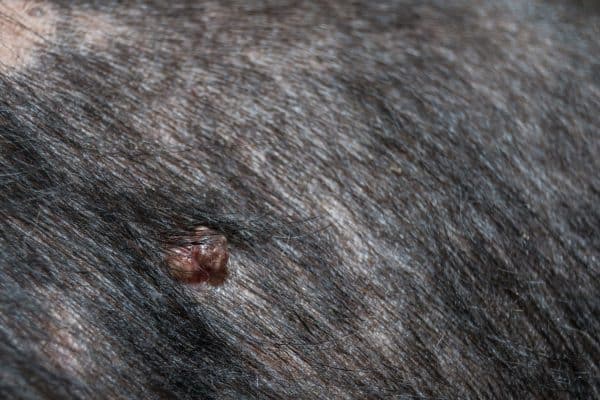 Raised dark skin tag on dog