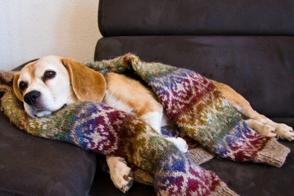 dog sleeping on sweater