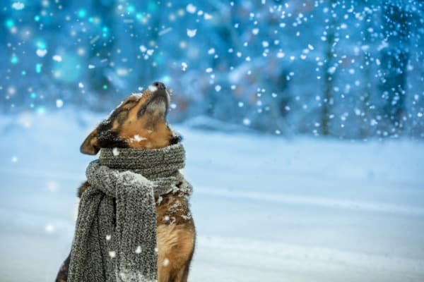 Dog with scarf