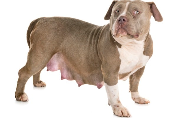 Pregnant american bully