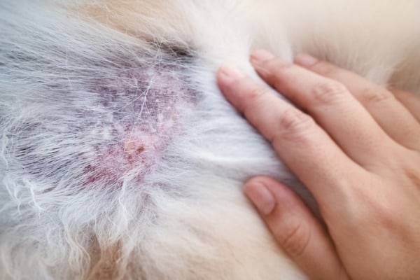 picture of skin tag on dog