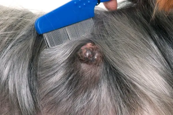 tumor on dog