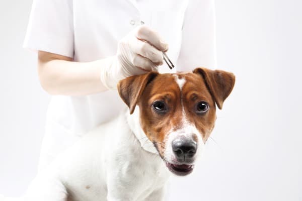 veterinarian pulls ticks dog