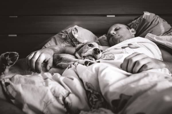 beagle sleep with owner