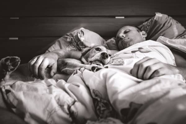 Beagle sleep with owner