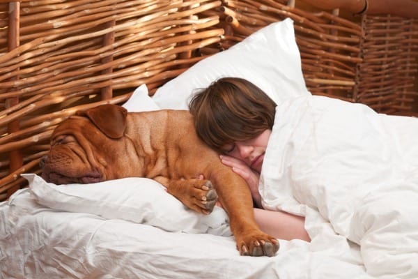 Big dog sleep with owner