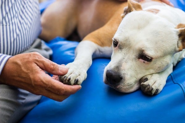 Examining red bump on a dog's paw