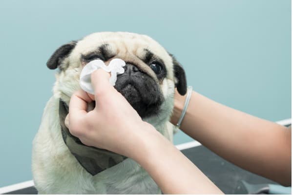 how to clean dog eye boogers: dos and don’ts