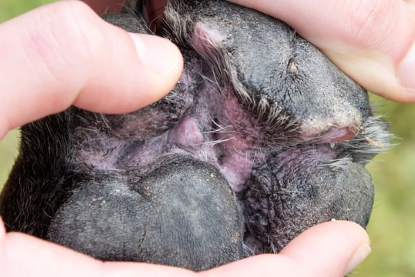 Dog Pad Pad Peeling 5 Whys For This Common Ailment Dog Pad Pad Peeling 5 Whys For This Common Ailment