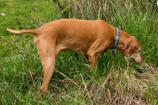 Dog eats others waste