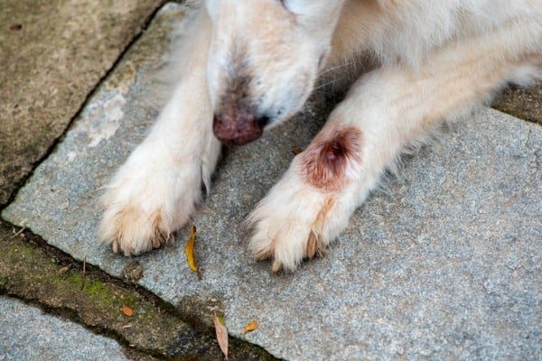 Dog infected with botfly