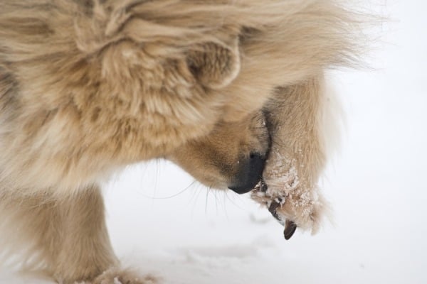 Dog licks paw