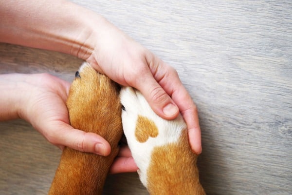 Dog paw and human hand