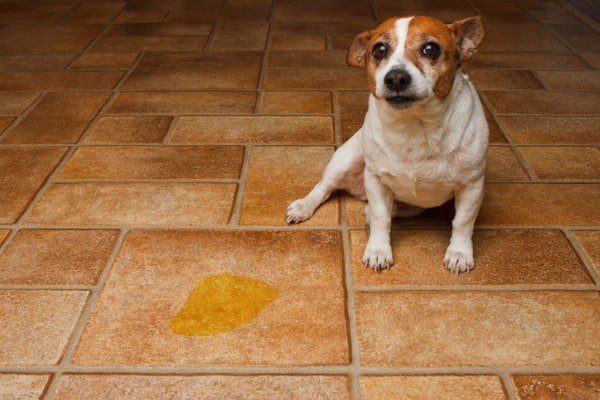 ponto de xixi de cachorro no chão